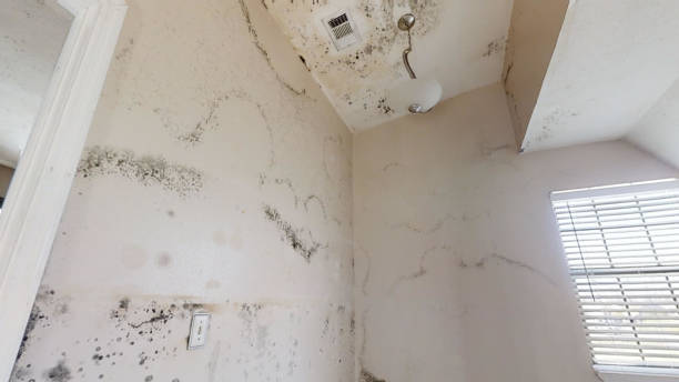 Best Residential Mold Inspection & Testing  in Murphys, CA