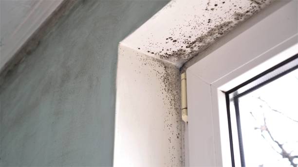 Best Basement Mold Removal  in Murphys, CA