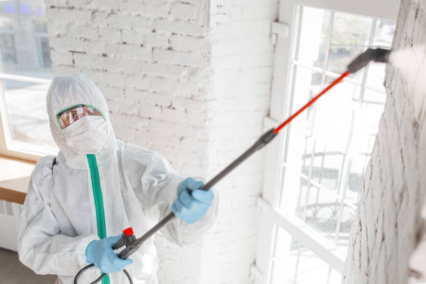 Best Environmental Consulting for Mold Prevention  in Murphys, CA