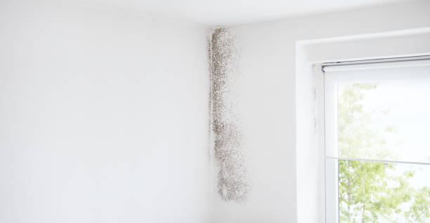 Best Commercial Mold Inspection  in Murphys, CA