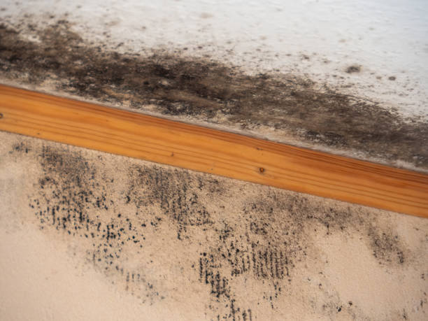 Best Real Estate Mold Inspection  in Murphys, CA