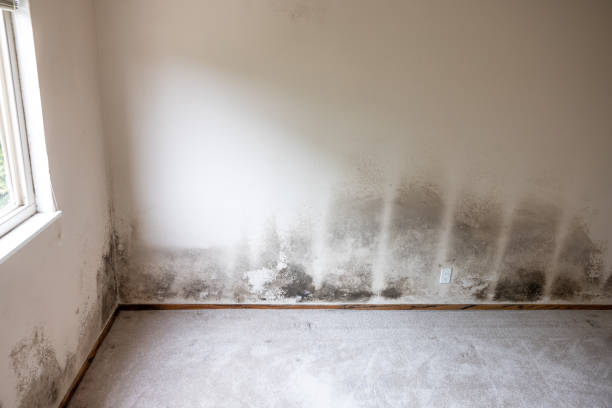 Best Mold Damage Restoration  in Murphys, CA
