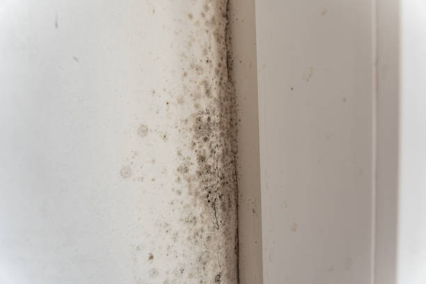 Best Comprehensive Air Testing for Mold Contaminants  in Murphys, CA