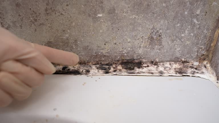 Best Mold Odor Removal Services  in Murphys, CA