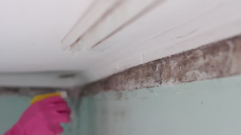 Best Airborne Mold Testing  in Murphys, CA